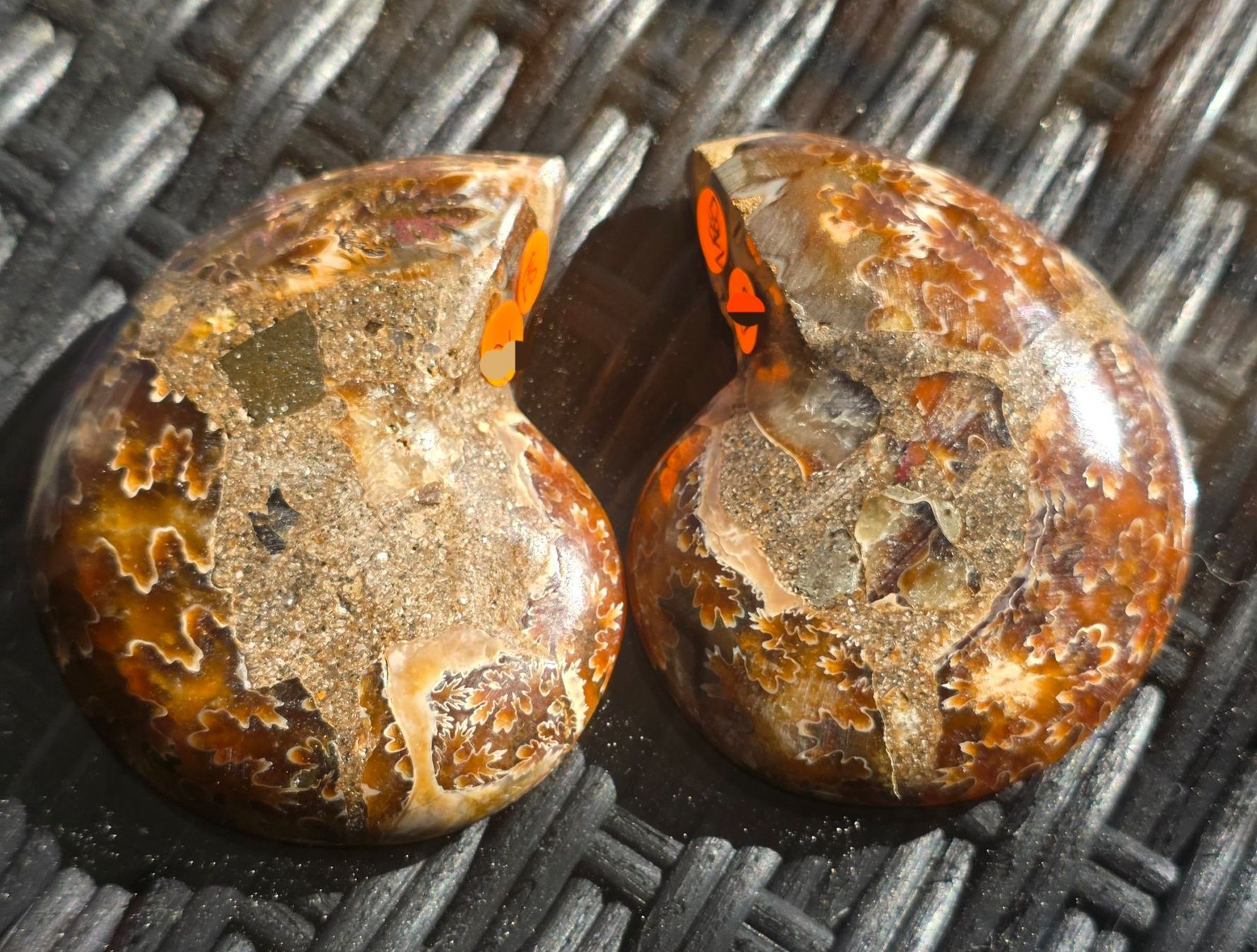 Fossili: Ammoniten Paar P8 118g – Nuovo e nell'imballaggio originale da Matzingen venduto da Shay_Crystalz 1