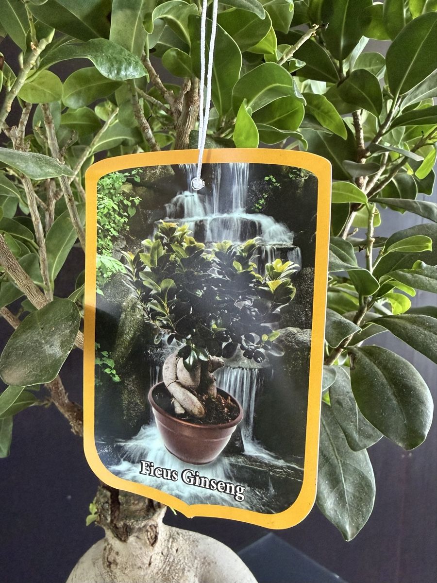 Piante & sementi: Bonsaï ficus ginseng – Usato da Bern venduto da LM08 3