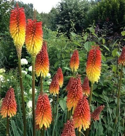 Piante & sementi: Fackellilie - Kniphofia uvaria 'Grandiflora' - 50 Samen – Nuovo e nell'imballaggio originale da Sumiswald venduto da Cham14559 2