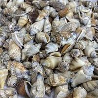 Deko Muscheln Strombus Urceus 1Kg./Neu/OVP