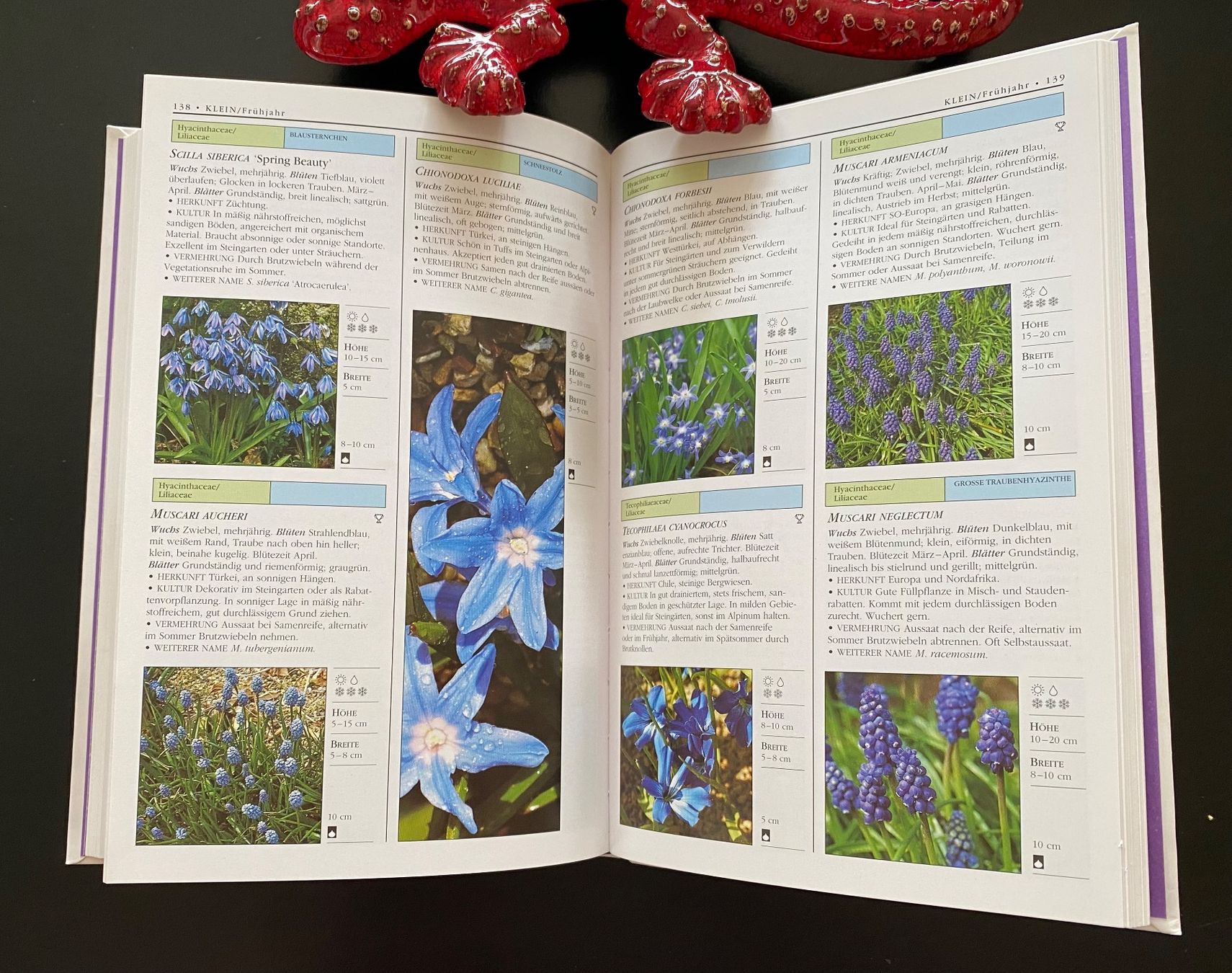 Libri: BLUMENZWIEBELN UND KNOLLEN – Usato da Nussbaumen AG venduto da schuba2000 4
