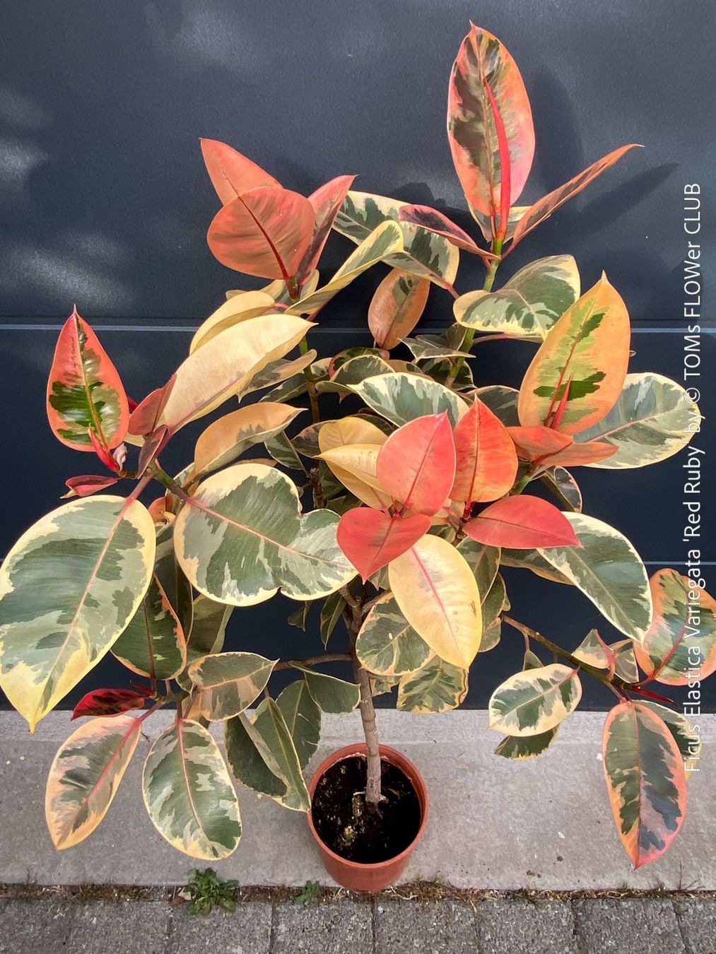 Piante & sementi: Ficus Elastica Variegata Red Ruby - rund 140cm Bäumchen – Nuovo e nell'imballaggio originale da Adliswil venduto da TAKEYOURPLANT 6