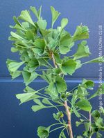Ginkgo Biloba Tubifolia - ein lebendes Fossil für den Garten