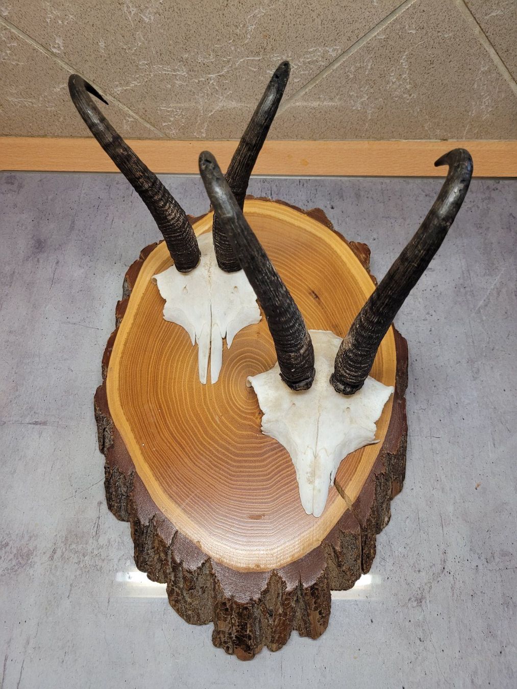 Sonstiges zum Sammeln & Seltenes: Double trophée de chamois – Gebraucht aus Bevaix von pac_7gyt