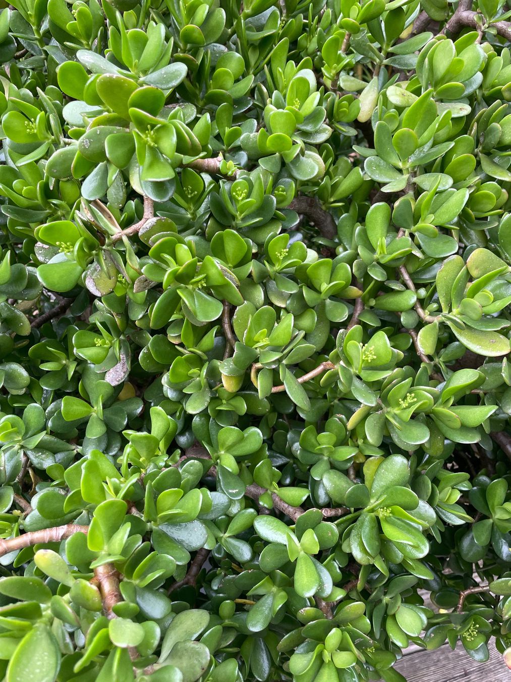 Piante & sementi: Geldbaum, Crassula Ovata, Glücksbaum, Pfennigbaum – Usato da Schlattingen venduto da Wipitonka01 1