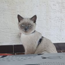 Profile image of liquido
