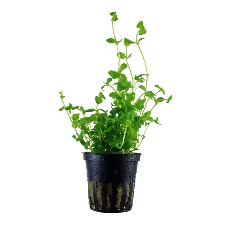 Piante & sementi: Aquarium Pflanze Bacopa australis – Nuovo e nell'imballaggio originale da Dulliken venduto da miggu40
