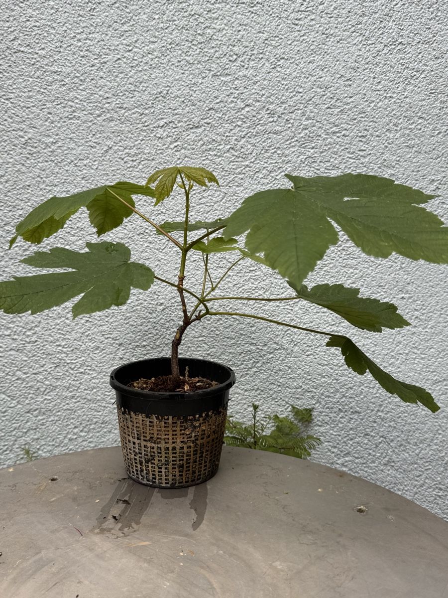 Pflanzen & Samen: Bonsai/Bergahorn – Gebraucht aus Münchwilen TG von baluzi3 2
