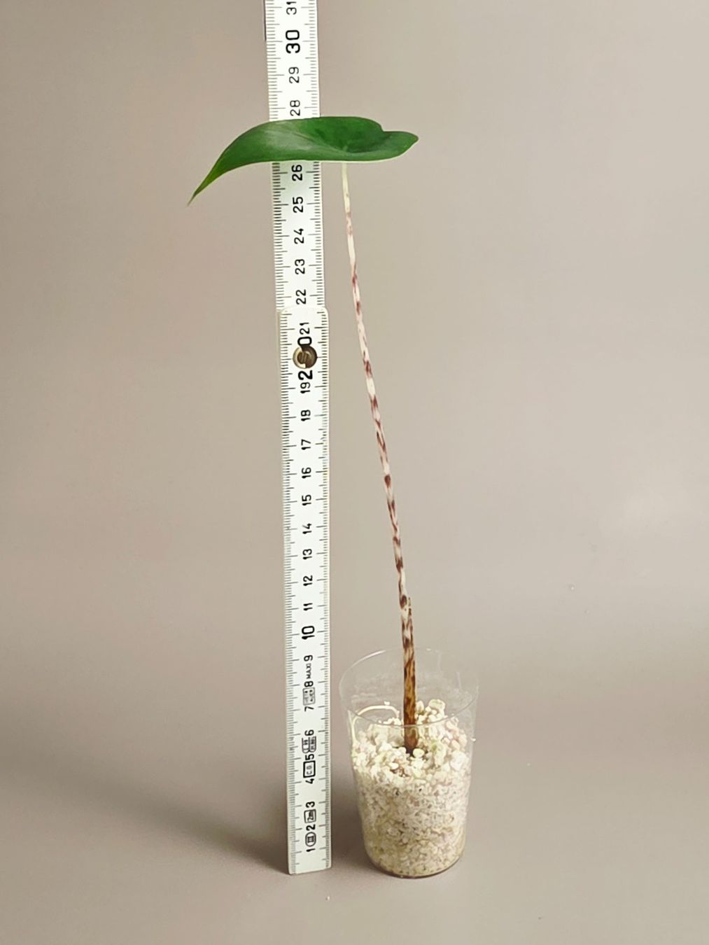 Piante & sementi: Alocasia zebrina – Nuovo (secondo la descrizione) da Gerolfingen venduto da Azora 1