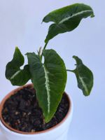 Syngonium wendlandii*****