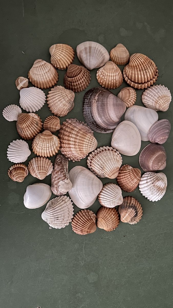 Toutes les décorations: Muscheln – D'occasion à Amriswil par chilizorro