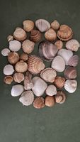 Muscheln