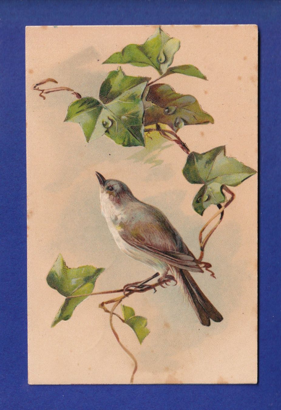 Cartes postales: OISEAU - Lierre – D'occasion à Pully par nicecards-shop