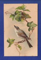 OISEAU - Lierre