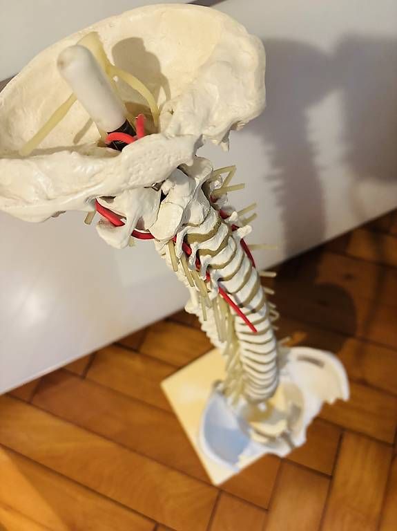 Kit di modellismo & Modellini statici: Anatomische flexible Wirbelsäule von Erler-Zimmer – Usato da Bern venduto da sim_6tww 1