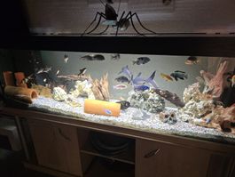 Aquarium Fische Mischung mit Dekoration guter Zustand
