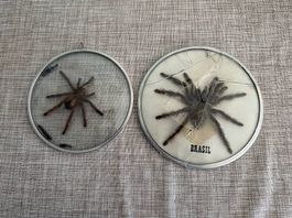 Präparierte Vogelspinne Spider Specimens