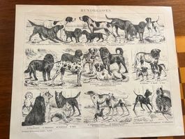 Gravure ancienne de races de chiens - Rare édition!