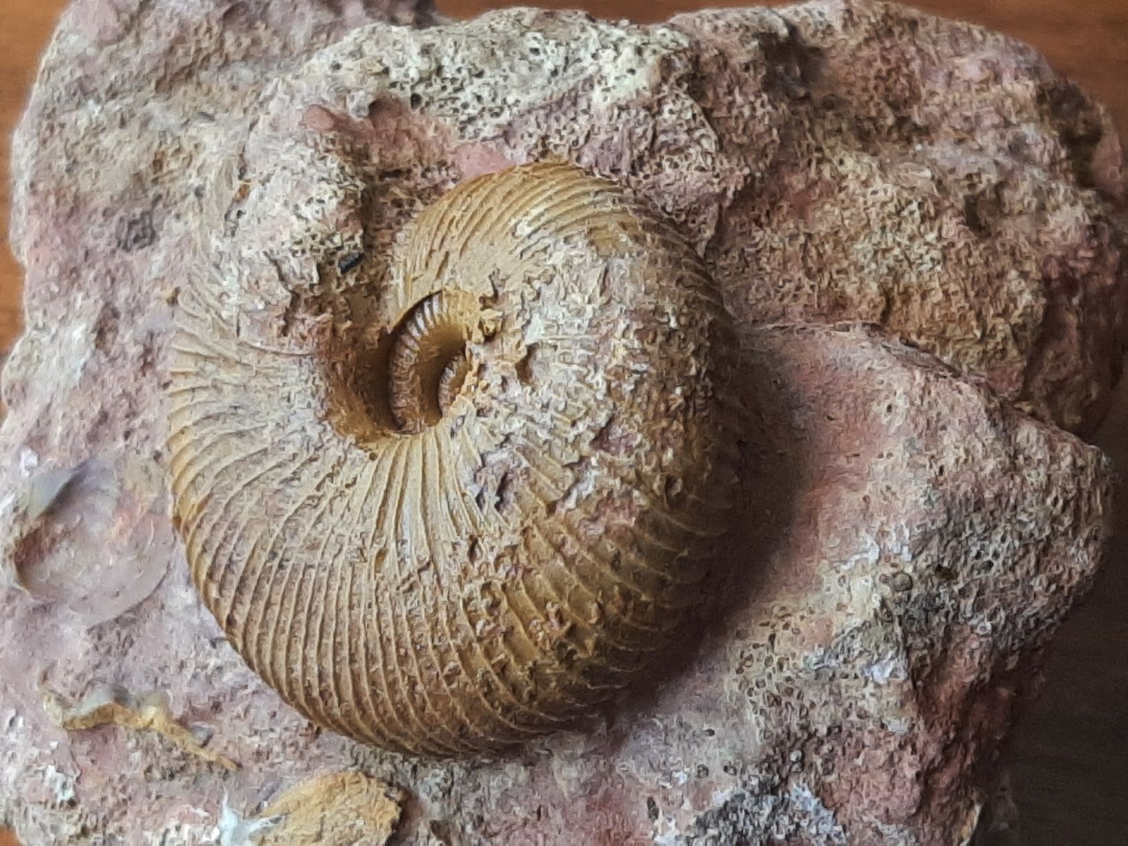 Fossilien: Ammonit auf Matrix aus Anwil BL – Gebraucht aus Rickenbach BL von Oktober68 4
