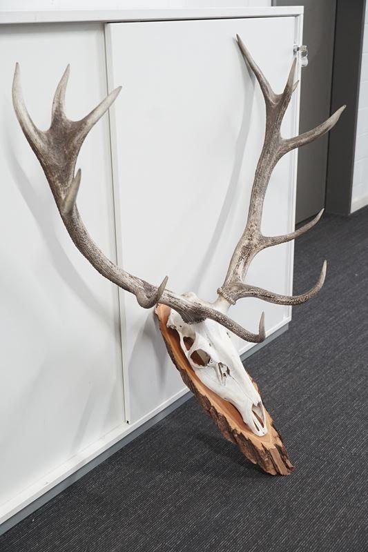 Sonstiges zum Sammeln & Seltenes: Rot-Hirsch Geweih Trophäe – Gebraucht aus Rüti ZH von Restwert_Rueti_ZH 1