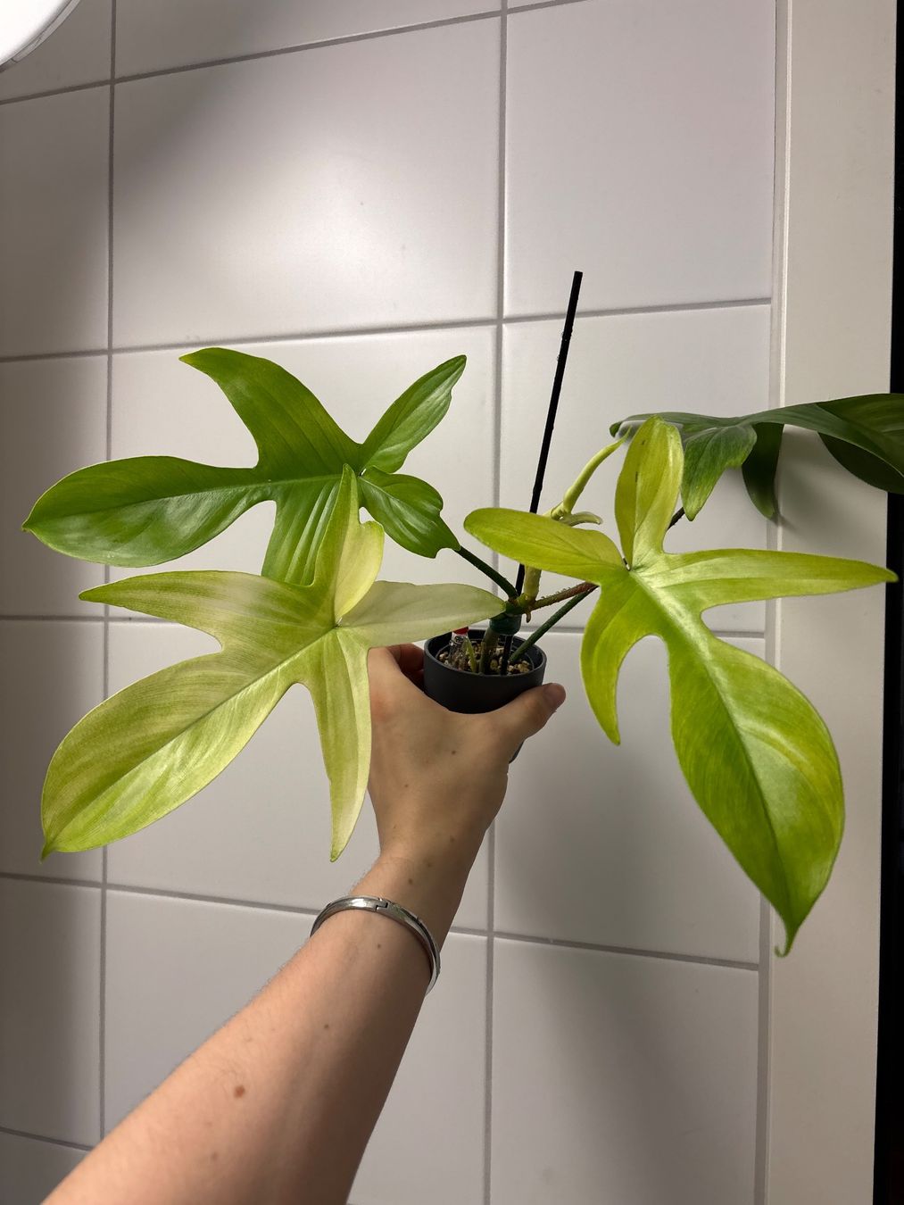 Piante & sementi: Philodendron Florida Ghost 😍 – Nuovo (secondo la descrizione) da Schlieren venduto da sch_df8p