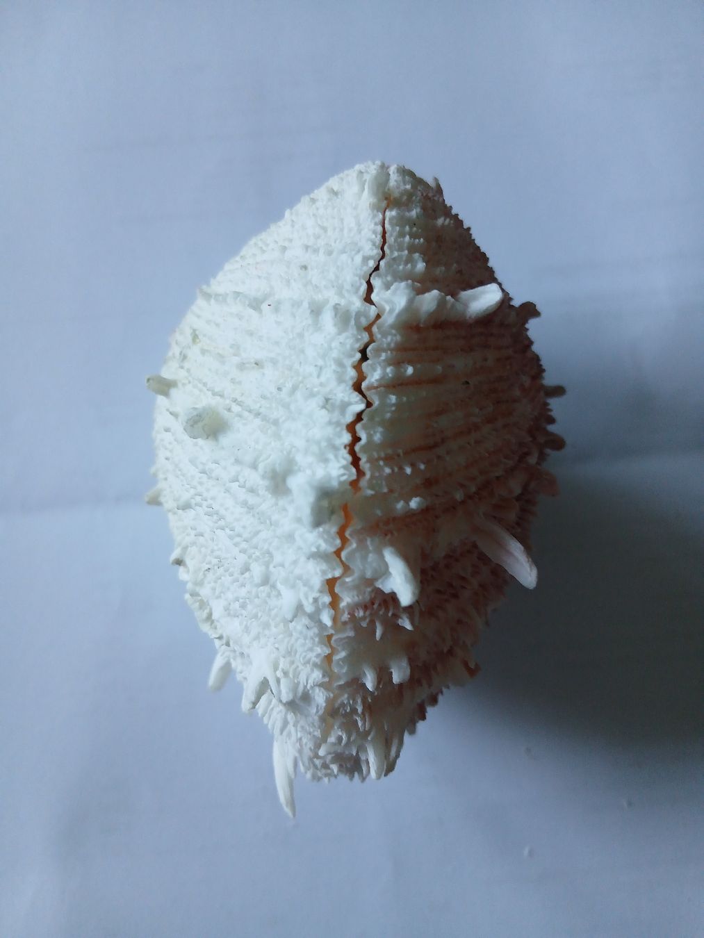 Tutte le decorazioni: Spondylus Muschel Brasilien – Usato da Zürich venduto da Mephisto87 2