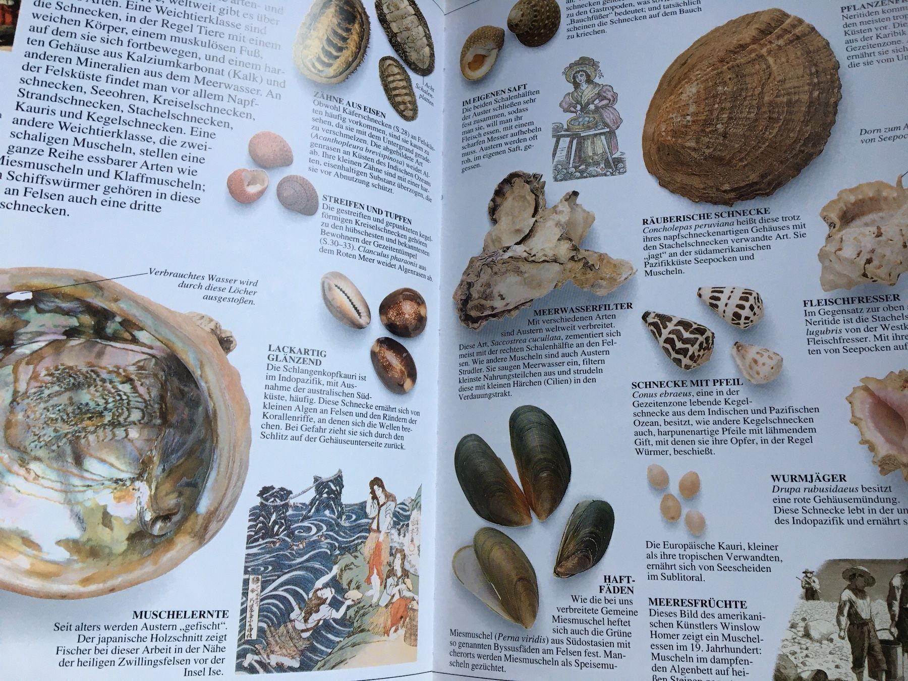 Bücher: Strand und Meeresküste – Gebraucht aus Arth von Vrecam51 1