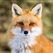 Profile image of Sammy_Fox