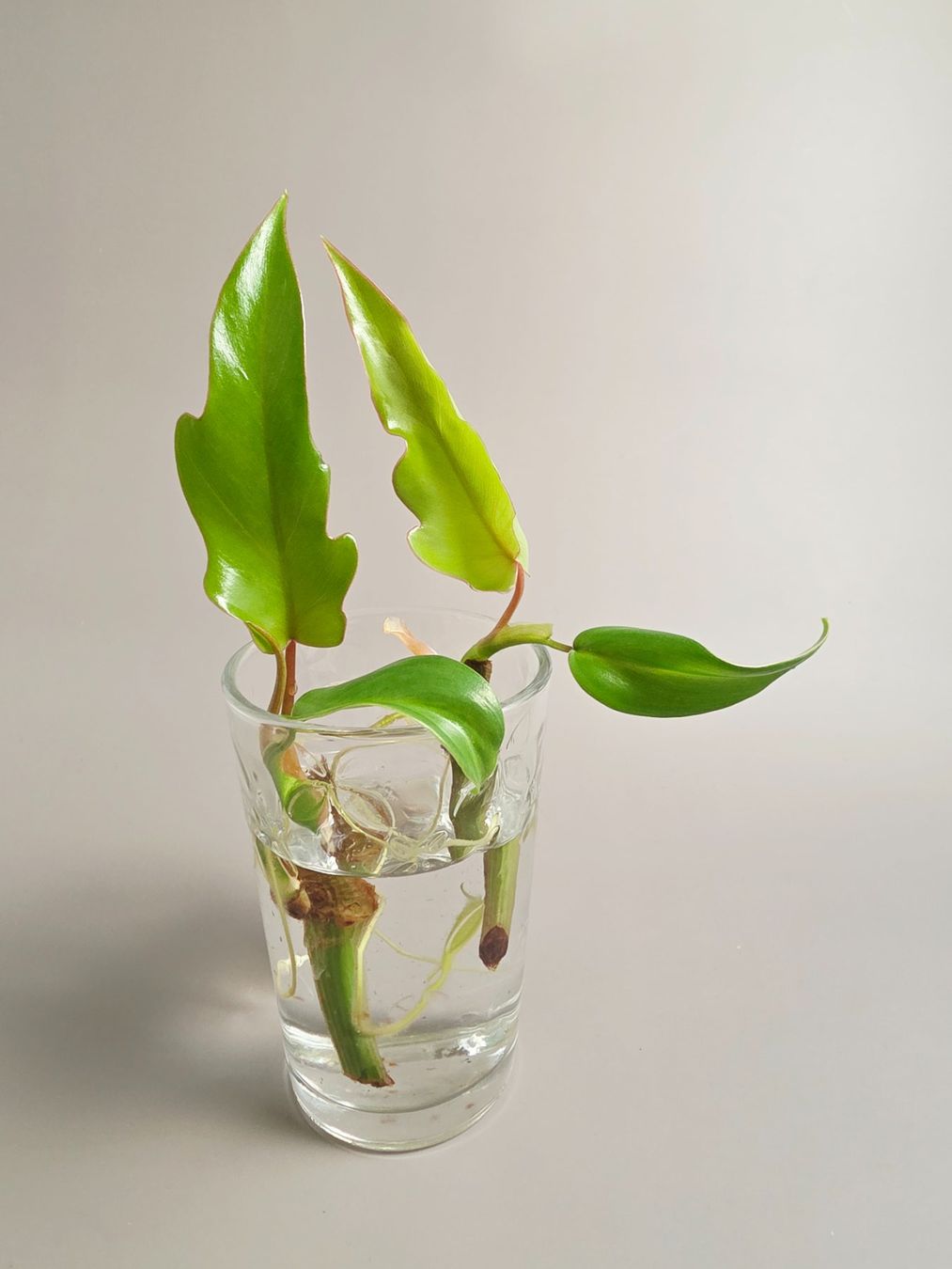 Plantes & graines: Philodendron mayoi Steckling – Neuf (Voir description) à Gerolfingen par Azora