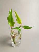 Philodendron mayoi Steckling