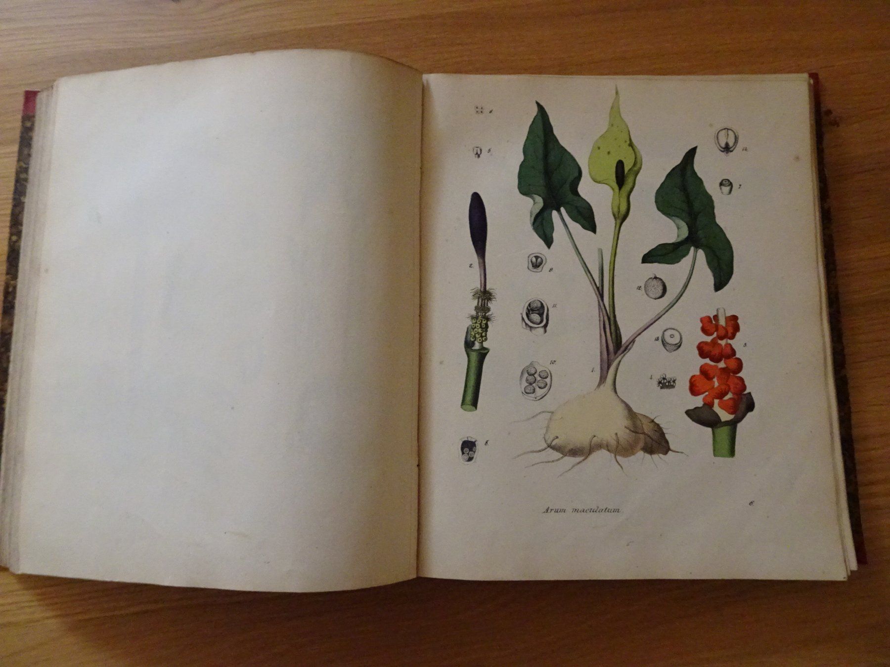 Libri: Giftpflanzenbuch Giftgewächse Berge & Riecke 1855 – Usato da Siebnen venduto da niki61 3