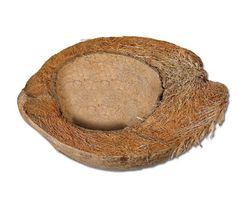 Kokosnuss Trinkschale *Ausverkauf*