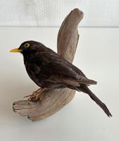 Liebevolle Amsel-Präparat