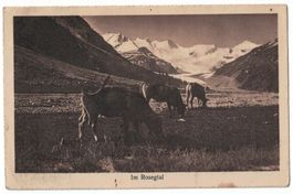 Im Rosegtal, Kühe beim Weiden, Feldpost 1914