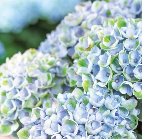 Pflanzen & Samen: Hydrangea Magic Revolution Blau 50cm Apartment Hortensie – Neu und originalverpackt aus Rovio von POSITIFFARTandPLANTS 4