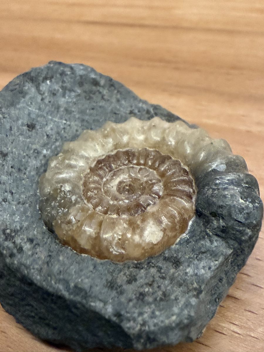 Fossilien: Ammonit – Gebraucht aus Grenchen von Bastet007 5