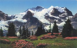 Wengen BE Alpenpanorama mit Jungfrau