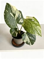 Monstera Thai Constellation