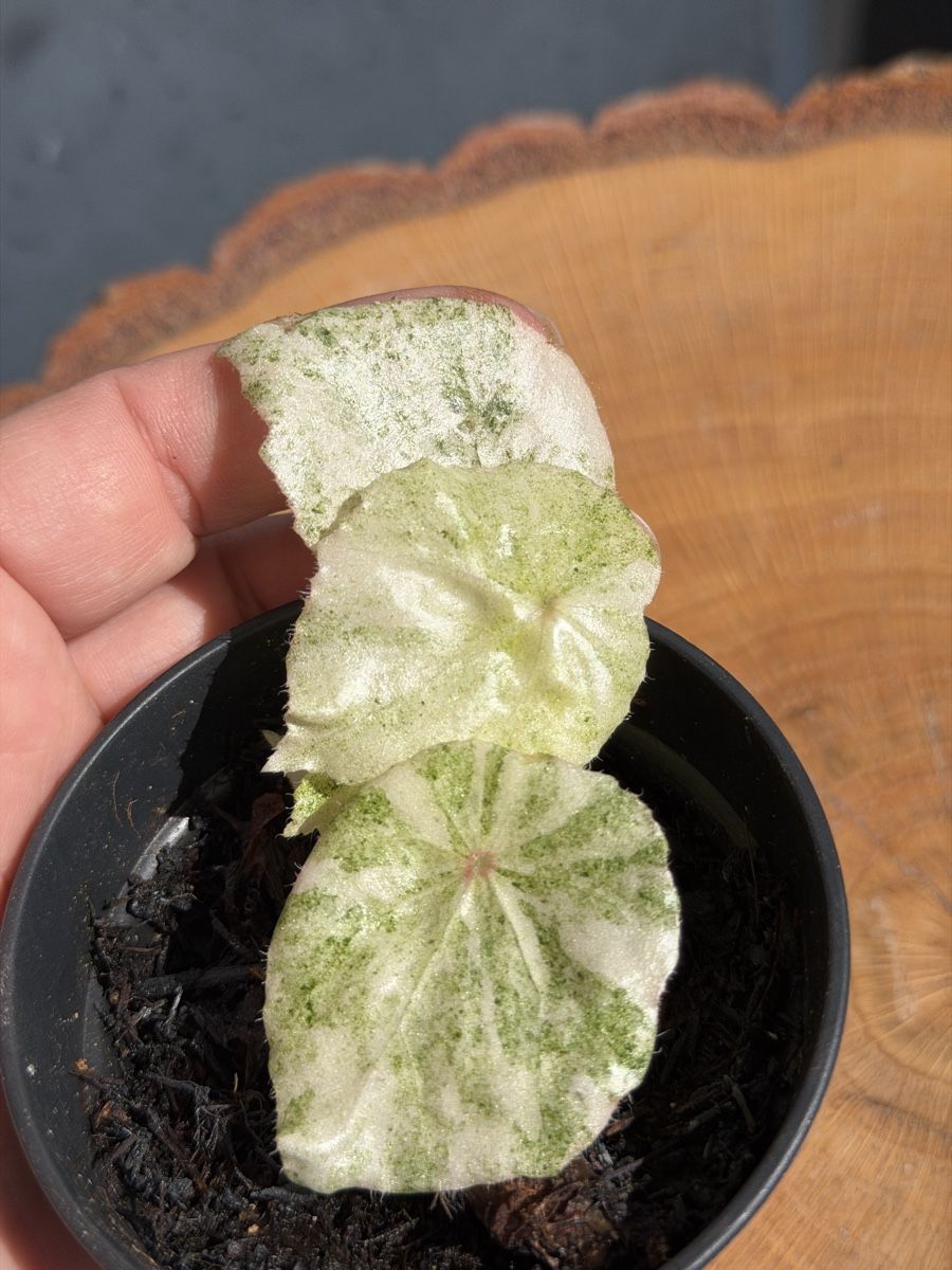 Pflanzen & Samen: Begonia Rouge Variegata  – Neu (gemäss Beschreibung) aus Buchrain von Stetoscop