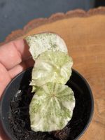 Begonia Rouge Variegata 