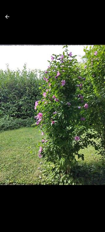 Hibiskus Strauch zu verkaufen 🌺 Kaufen auf Ricardo