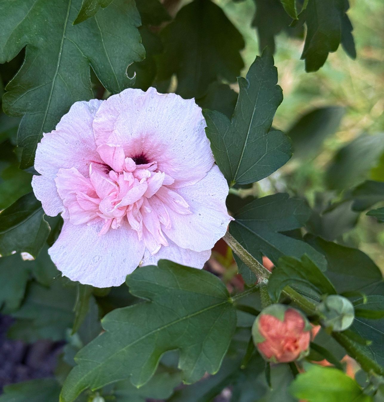 Pflanzen & Samen: Hibiscus syriacus 'Pink Chiffon' ¦ 'Three Sisters' – Neu (gemäss Beschreibung) aus Dübendorf von Orchid18