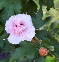 Hibiscus syriacus 'Pink Chiffon' ¦ 'Three Sisters'