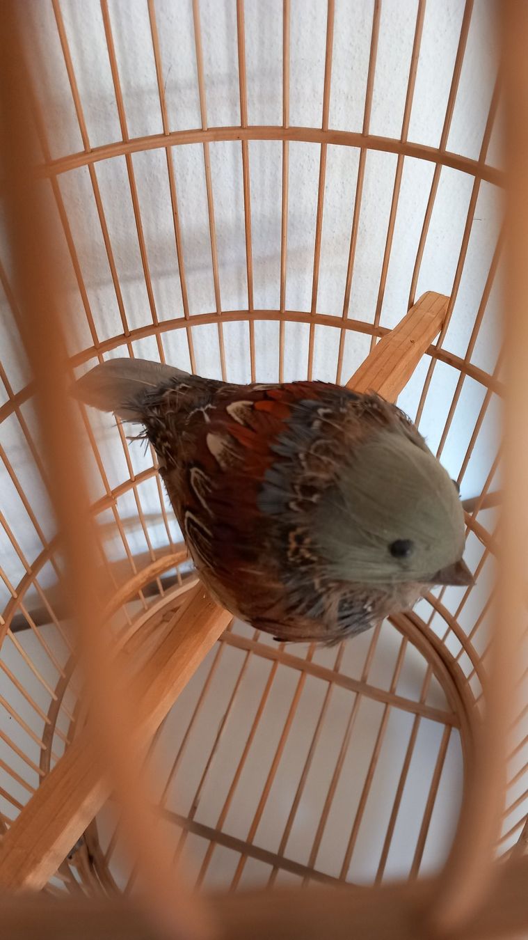 Tutte le decorazioni: Deko Vogelkäfig mit wunderschönem Bewohner – Usato da Langnau am Albis venduto da Charlytheant 2