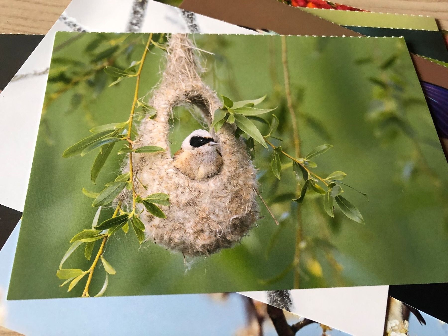 Cartoline: 12 Karten zum Basteln oder Versenden von Vögeln – Usato da Rickenbach ZH venduto da Topas014 1