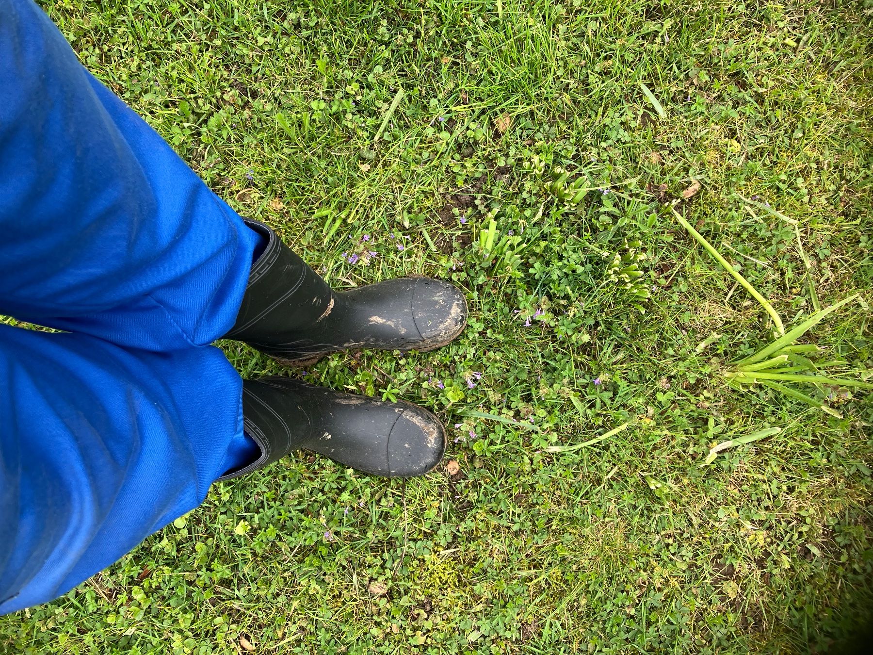 Herrenschuhe: Arbeitskleidung Stall Stiefel Gr.43 – Gebraucht aus Bettwiesen von Zustand57 1