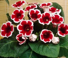 Gloxinia KAISER FRIEDRICH -  schöne, dekorative und reiche