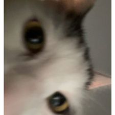 Profile image of Ayejay