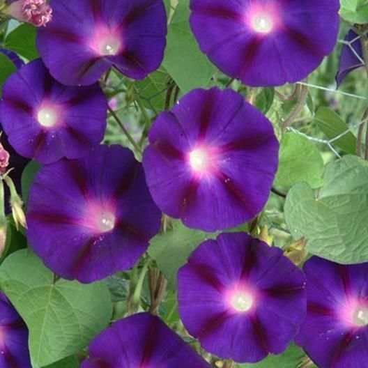 Pflanzen & Samen: 50 Samen Prunkwinde GRANDPA OTT Blume – Neu (gemäss Beschreibung) aus Ehrendingen von VerveinaSamen 7