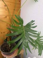 Plante adules deco